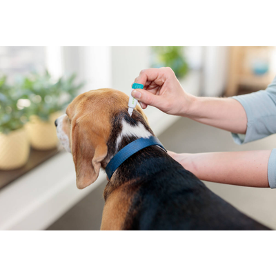 Antipulgas e Carrapatos Bravecto Transdermal MSD para Cães 10 a 20kg